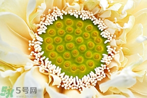 蓮蓬是什么東西？蓮蓬是什么顏色的？