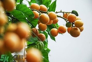 孕婦能吃黃皮果嗎？孕婦吃黃皮果好嗎？