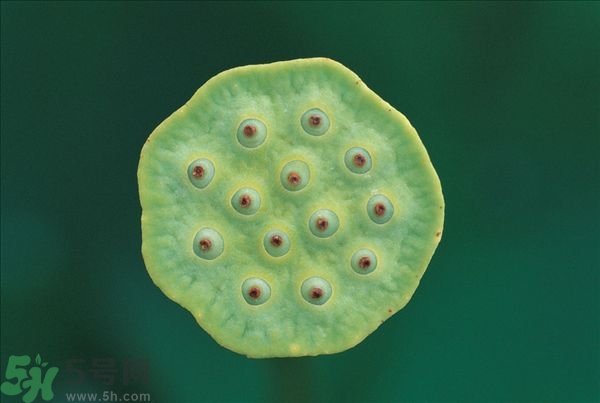 蓮蓬是什么東西？蓮蓬是什么顏色的？