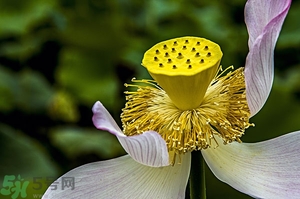 蓮蓬是什么東西？蓮蓬是什么顏色的？