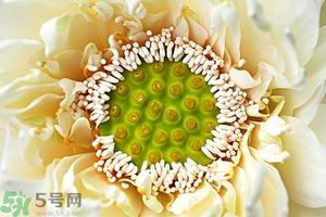 蓮蓬是什么東西？蓮蓬是什么顏色的？