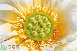 蓮蓬可以多吃嗎？蓮子吃多了會(huì)怎樣？