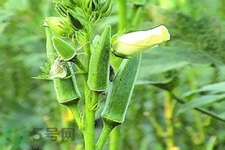 秋葵花可以吃嗎？秋葵花的做法
