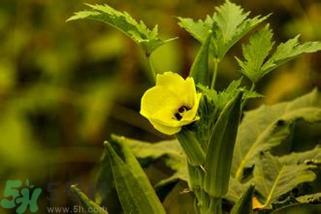 秋葵花可以吃嗎？秋葵花的做法