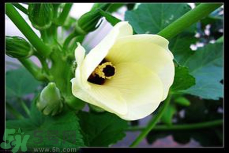 秋葵花的功效和作用 秋葵花的營(yíng)養(yǎng)價(jià)值和禁忌 秋葵花的功效和作用 秋葵花的營(yíng)養(yǎng)價(jià)值和禁忌