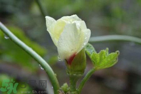 秋葵花的功效和作用 秋葵花的營養(yǎng)價值和禁忌 秋葵花的功效和作用 秋葵花的營養(yǎng)價值和禁忌
