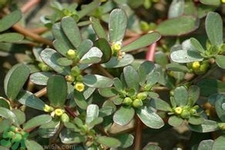 馬齒莧是不是發(fā)物？馬齒莧是發(fā)物嗎？