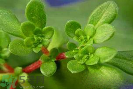 馬齒莧是不是發(fā)物？馬齒莧是發(fā)物嗎？