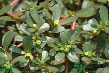 馬齒莧是酸性還是堿性？馬齒莧是堿性嗎？