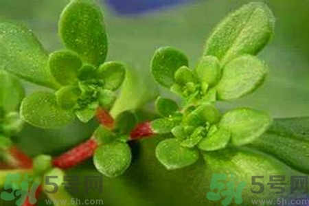 馬齒莧是酸性還是堿性？馬齒莧是堿性嗎？