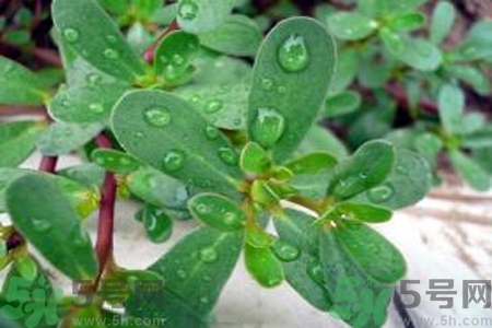 馬齒莧是酸性還是堿性？馬齒莧是堿性嗎？