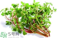 馬齒莧能治療扁平疣嗎？馬齒莧怎么治療扁平疣？