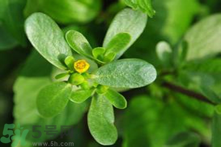 馬齒莧能治療扁平疣嗎？馬齒莧怎么治療扁平疣？