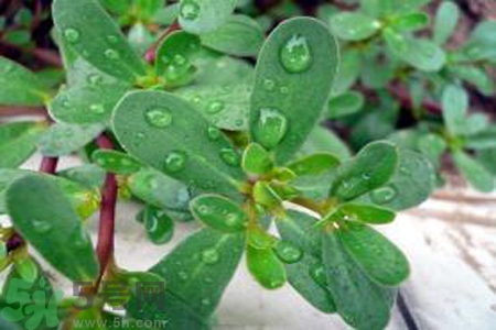 馬齒莧能治療扁平疣嗎？馬齒莧怎么治療扁平疣？