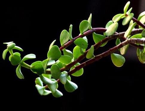 馬齒莧可以治療濕疹嗎？馬齒莧怎么治療濕疹？