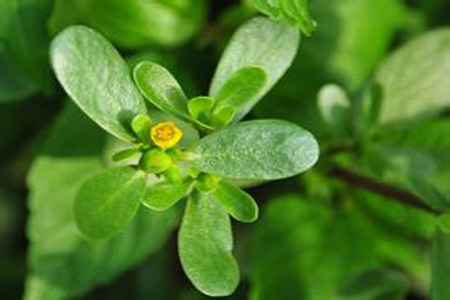 馬齒莧可以治療濕疹嗎？馬齒莧怎么治療濕疹？