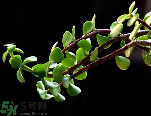 馬齒莧可以去痘痘嗎？馬齒莧敷臉去痘痘有什么副作用嗎？