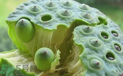 吃蓮子會(huì)回奶嗎?產(chǎn)婦吃蓮子好嗎 吃蓮子會(huì)回奶嗎?產(chǎn)婦吃蓮子好嗎