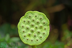 蓮蓬可以多吃嗎？蓮子吃多了會(huì)怎樣？