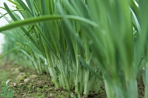 吃韭菜能減肥嗎？韭菜的功效與作用