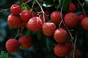 吃荔枝有什么壞處？荔枝的功效與禁忌