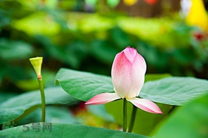 蓮蓬可以多吃嗎？蓮子吃多了會(huì)怎樣？