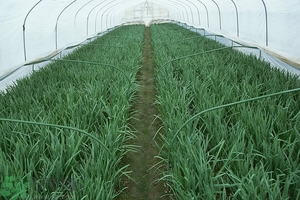 吃韭菜能減肥嗎？韭菜的功效與作用