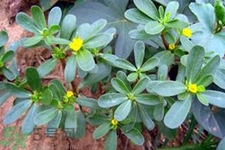 馬齒莧不能和什么一起吃？馬齒莧的食用禁忌