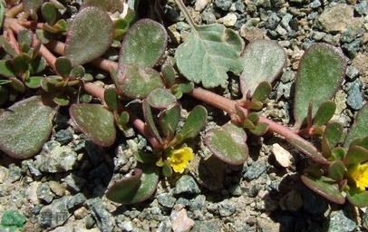 馬齒莧不能和什么一起吃？馬齒莧的食用禁忌