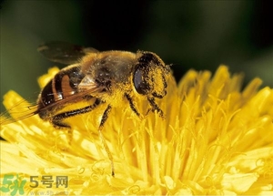 蜂蜜放久了有酒味是怎么回事？蜂蜜有酒味還能喝嗎？