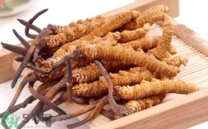 冬蟲夏草是怎么形成的？冬蟲夏草是蟲子嗎？