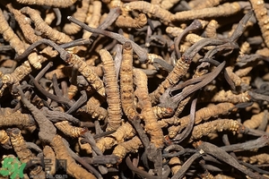 冬蟲夏草是怎么形成的？冬蟲夏草是蟲子嗎？