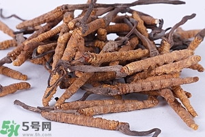 冬蟲夏草是怎么形成的？冬蟲夏草是蟲子嗎？