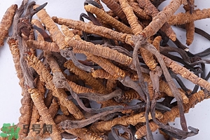 冬蟲夏草是怎么形成的？冬蟲夏草是蟲子嗎？