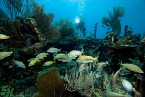 深潛危險么？深潛注意事項有哪些？