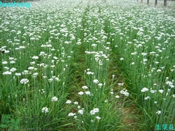 韭菜花是什么?韭菜花能吃嗎 韭菜花是什么?韭菜花能吃嗎