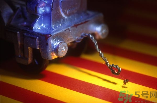 家里有跳蚤怎么快速去除？屋里有跳蚤怎么消滅掉？