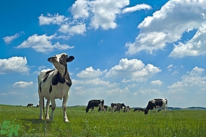 羊奶和牛奶哪個營養(yǎng)高?牛奶與羊奶哪個營養(yǎng)更好？