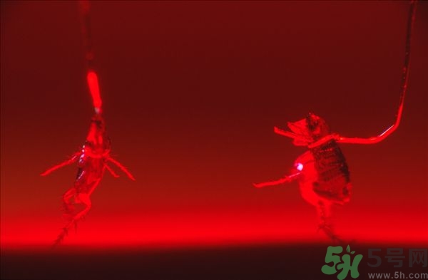 家里有跳蚤怎么快速去除？屋里有跳蚤怎么消滅掉？