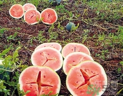 如何辨別催熟的西瓜？催熟的西瓜是什么樣的？