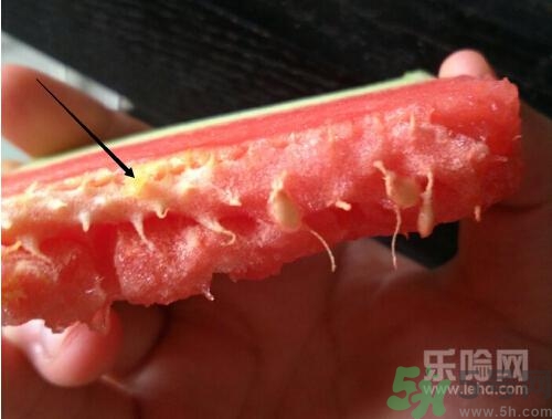 如何辨別催熟的西瓜？催熟的西瓜是什么樣的？