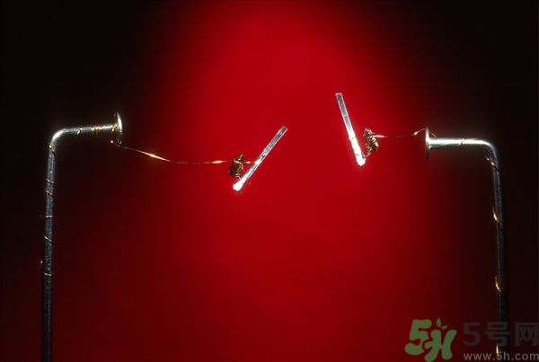 家里有跳蚤怎么快速去除？屋里有跳蚤怎么消滅掉？