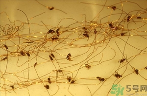 家里有跳蚤怎么快速去除？屋里有跳蚤怎么消滅掉？