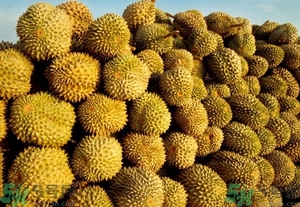 榴蓮能放冰箱嗎？榴蓮放在冰箱能保存幾天？