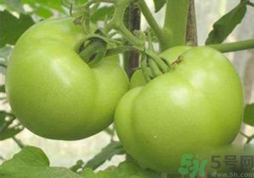 青番茄能吃嗎？青番茄有毒嗎？