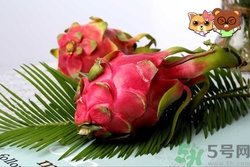 火龍果有點爛了還能吃嗎?火龍果有點爛了怎么處理 火龍果有點爛了還能吃嗎?火龍果有點爛了怎么處理