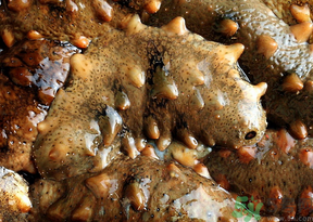 海參可以天天吃嗎?海參能每天吃嗎? 海參可以天天吃嗎?海參能每天吃嗎?