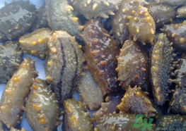 海參可以天天吃嗎?海參能每天吃嗎? 海參可以天天吃嗎?海參能每天吃嗎?