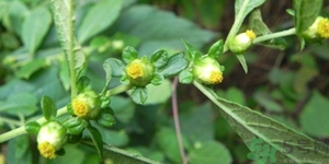 鹿活草真的有嗎？鹿活草貴嗎鹿活草哪里有？