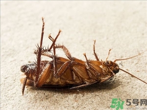 家里有蟑螂怎么辦能除根嗎？家里有蟑螂怎樣能徹底消滅？